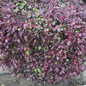 Meet your Posher, Sunny